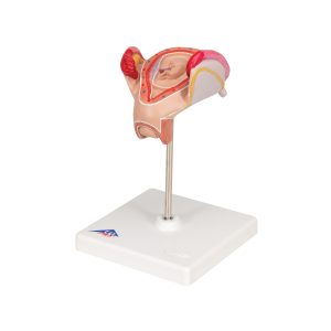 Embryo model 2e maand