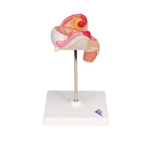 Embryo model 2e maand