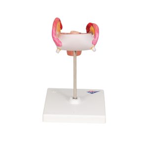 Embryo model 2e maand