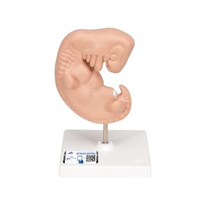 Embryo, 25x vergroot model