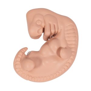 Embryo, 25x vergroot model