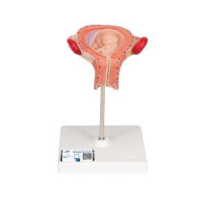 Embryo model 3e maand