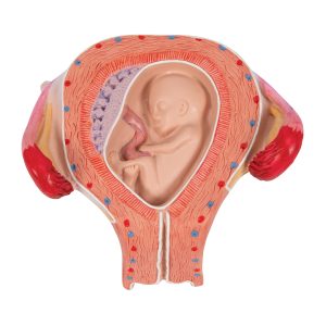 Embryo model 3e maand