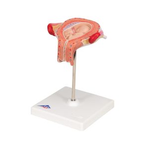 Embryo model 3e maand