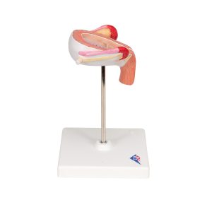 Embryo model 3e maand