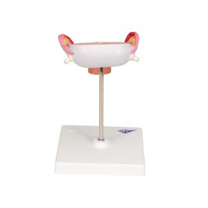 Embryo model 3e maand
