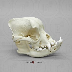 Engelse Buldog Schedelmodel