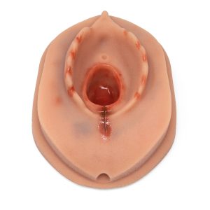 Episiotomie Trainer voor Bevallingssimulator