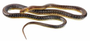Esculaapslang Model