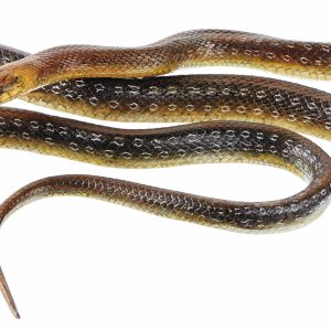 Esculaapslang Model