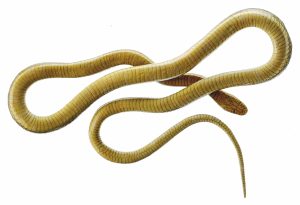 Esculaapslang Model