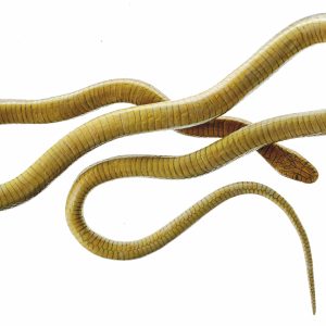 Esculaapslang Model