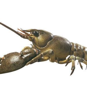 Europese Rivierkreeft Model, 14-delig