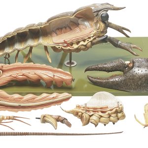Europese Rivierkreeft Model, 14-delig