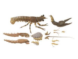 Europese Rivierkreeft Model, 14-delig