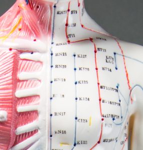 Spier-/Acupunctuurmodel, 60 cm