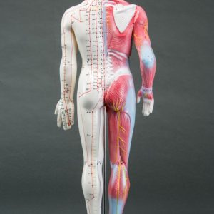 Spier-/Acupunctuurmodel, 60 cm