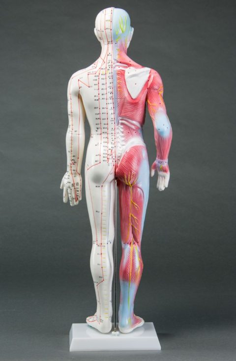 Spier-/Acupunctuurmodel, 60 cm
