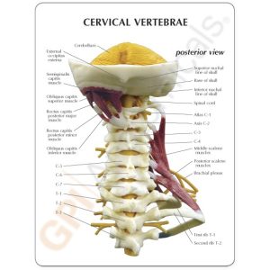 Cervicale wervelkolom met zenuwen en spieren