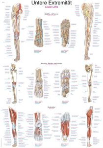 Anatomie Poster Benen
