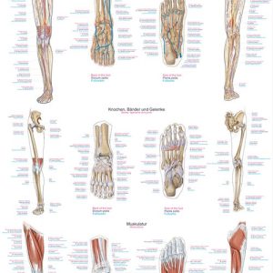 Anatomie Poster Benen