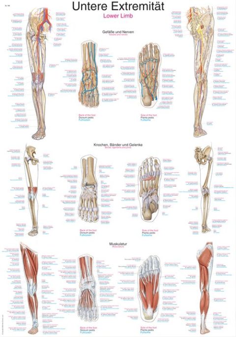 Anatomie Poster Benen