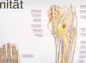 Anatomie Poster Armen