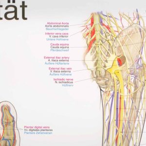 Anatomie Poster Armen
