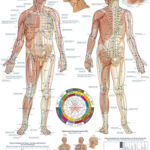Body Acupuncture, wandplaat 70x100cm
