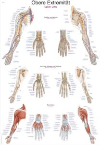 Anatomie Poster Armen