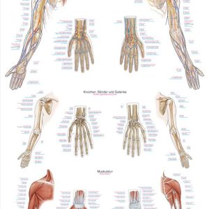 Anatomie Poster Armen