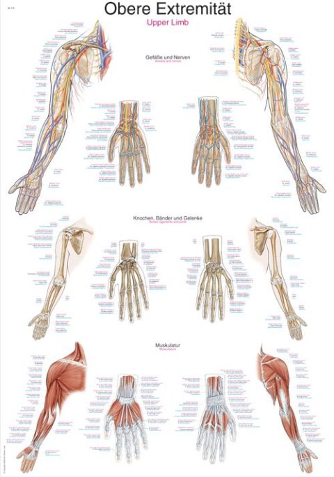 Anatomie Poster Armen
