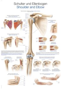 Wandplaat "Schulter und Ellenbogen - Shoulder and Elbow"