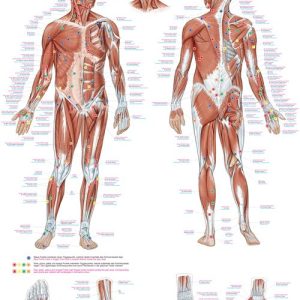 Anatomie Poster Triggerpoints