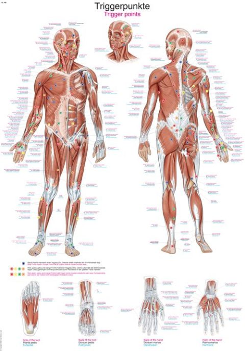 Anatomie Poster Triggerpoints