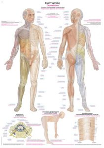 Wandplaat Dermatomen