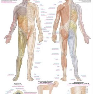 Wandplaat Dermatomen