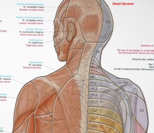 Wandplaat Dermatomen
