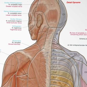 Wandplaat Dermatomen