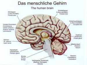 Hersenhelft Model