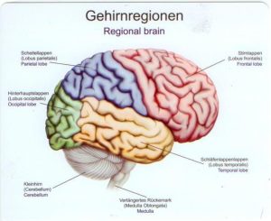 Hersenhelft Model, Gekleurd