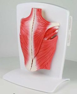 Rugspieren, 4 delig, verkleind model
