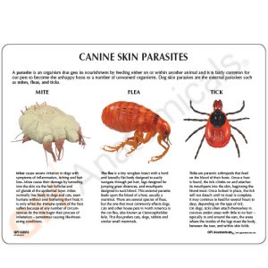 Hond parasieten