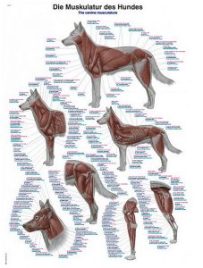 Anatomie Poster Hond Spieren, 70 x 100 cm, Kunststof