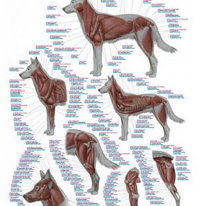 Anatomie Poster Hond Spieren, 70 x 100 cm, Kunststof