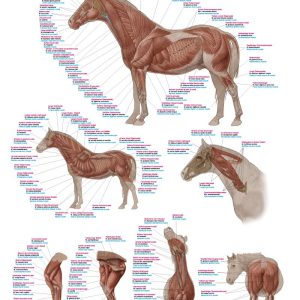 Anatomie Poster Paard Spieren, 70 x 100 cm, Kunststof