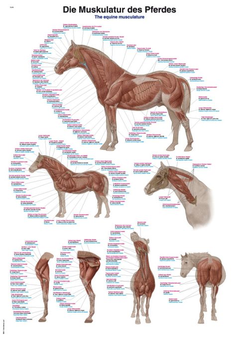 Anatomie Poster Paard Spieren, 70 x 100 cm, Kunststof