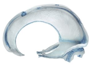 Model Falx Cerebri