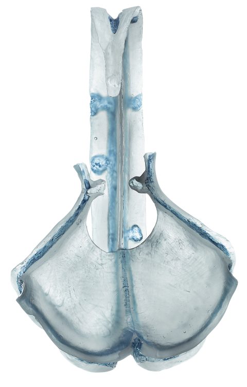 Model Falx Cerebri
