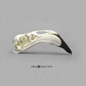 Flamingo Schedelmodel (met nek)